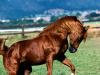 Shah Azim Arabian Stallion